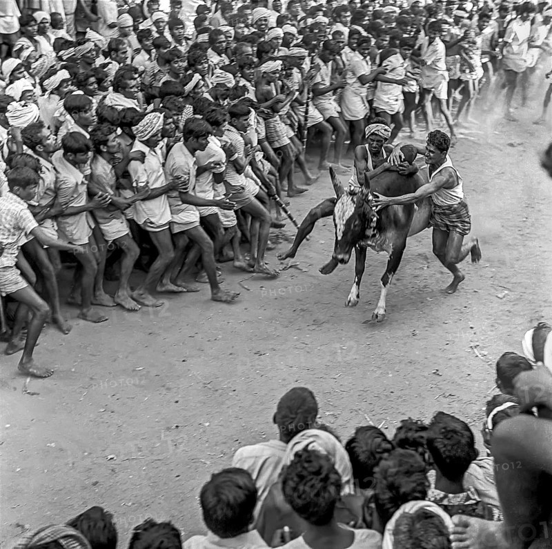 Jallikattu festival