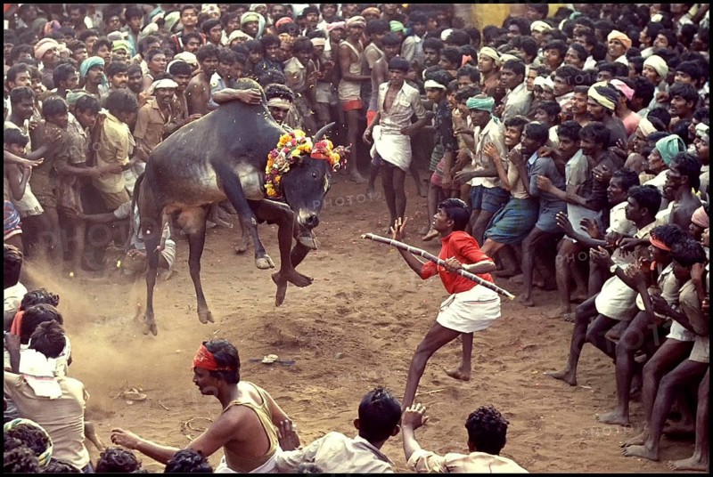 Jallikattu at Alanganallur near Madurai