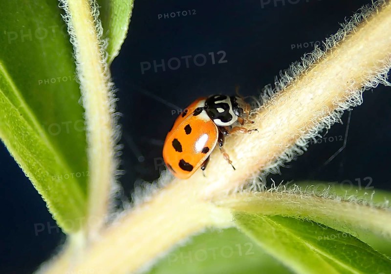 Eleven-spot ladybird (Coccinella undecimpunctata)