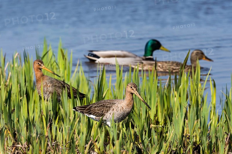 Black-tailed godwits (Limosa limosa) and mallards