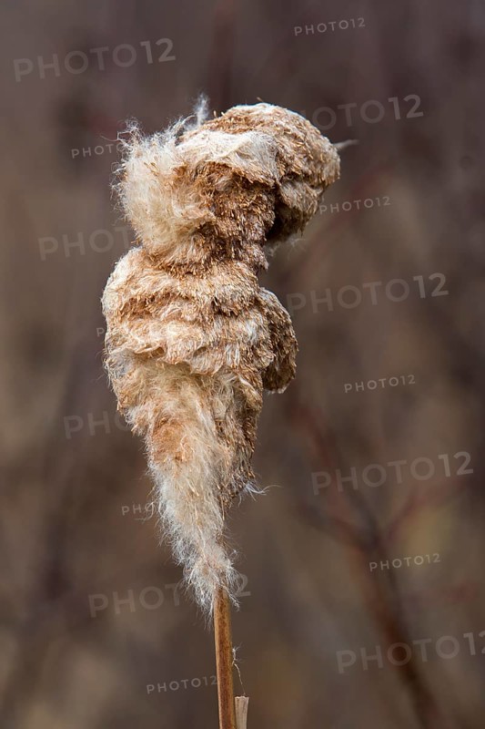 Cattail