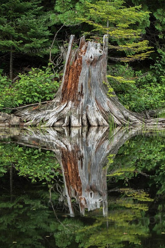 White pine stump