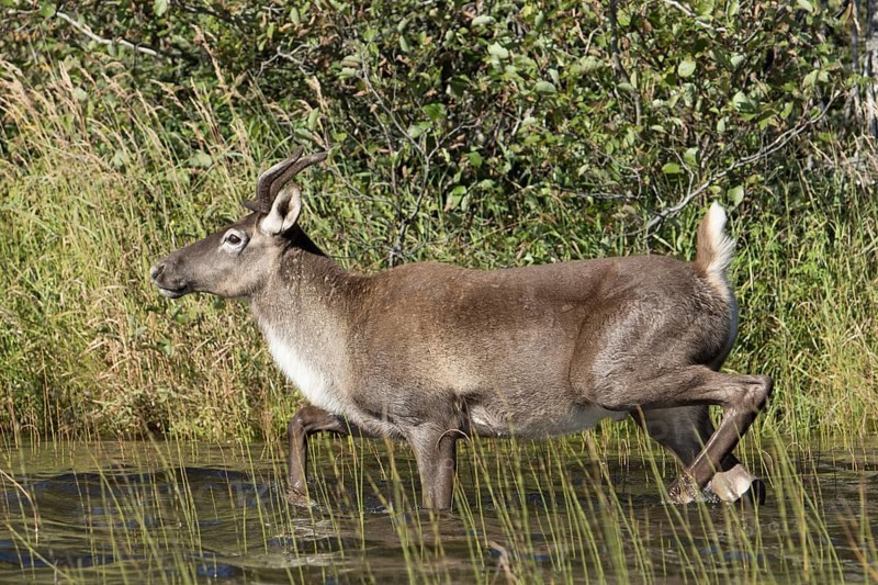Reindeer