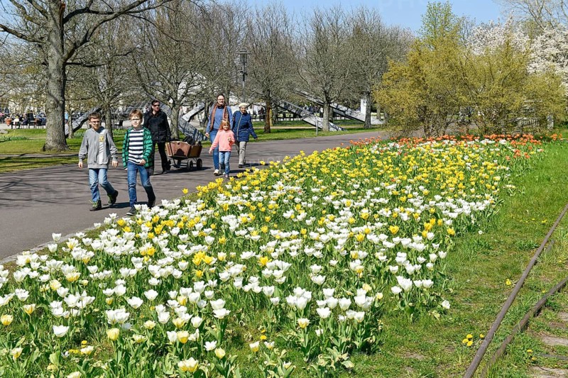 Tulip blossom