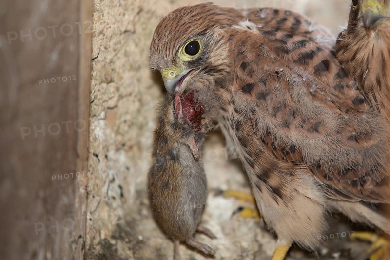 Common kestrel (Falco tinnunculus)