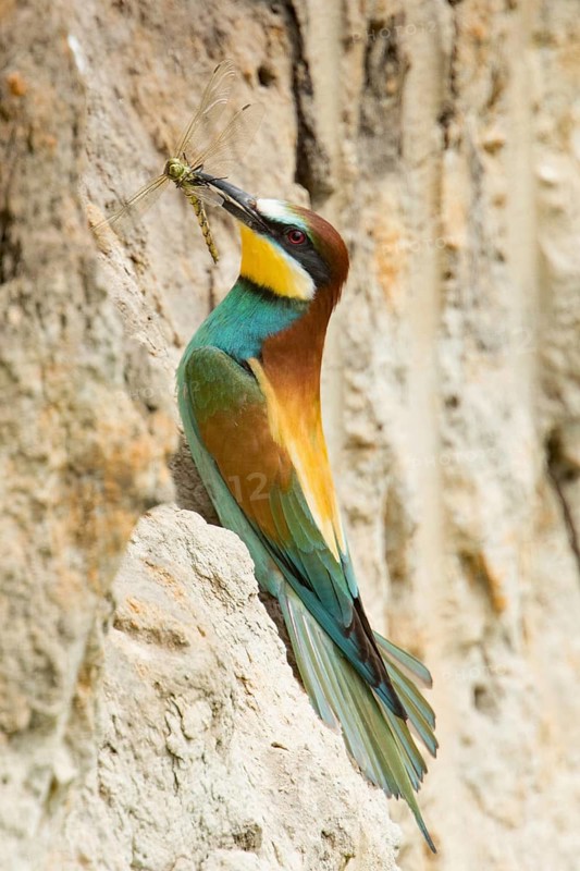 European bee-eater (Merops apiaster)
