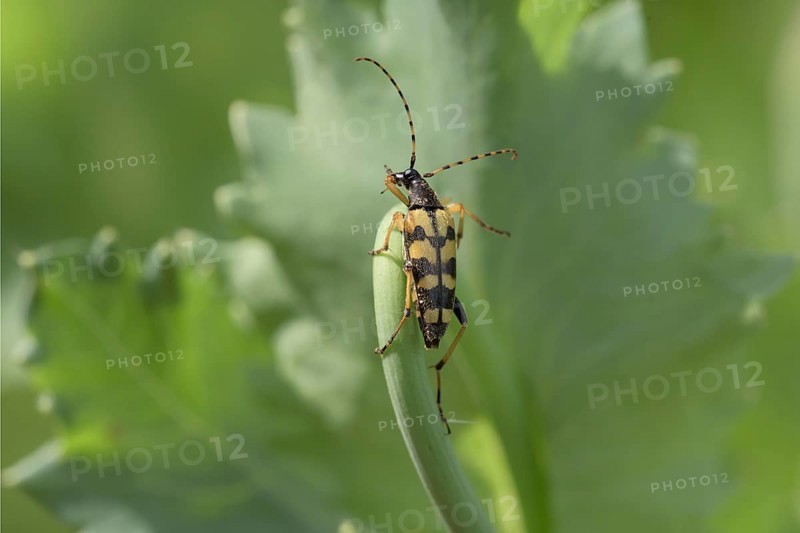 Spotted longhorn (Rutpela maculata)
