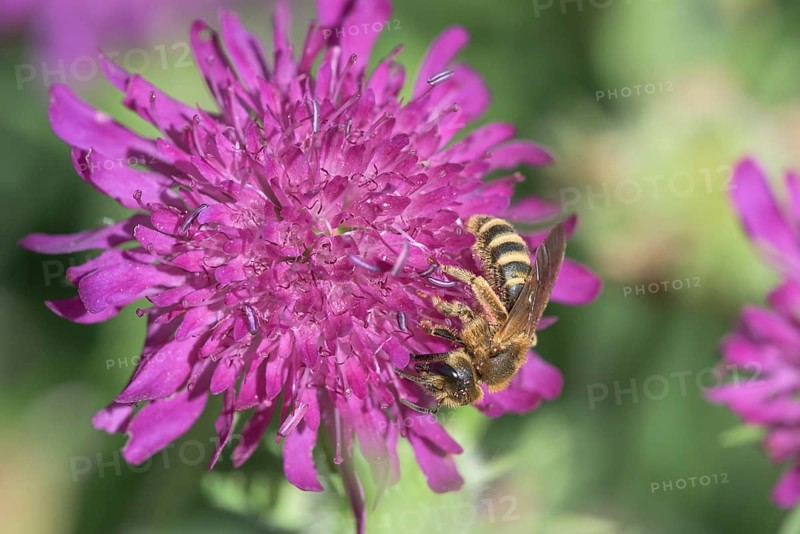 Sweat Bee (Halictus scabiosae) (Scabiosa) Scabiose