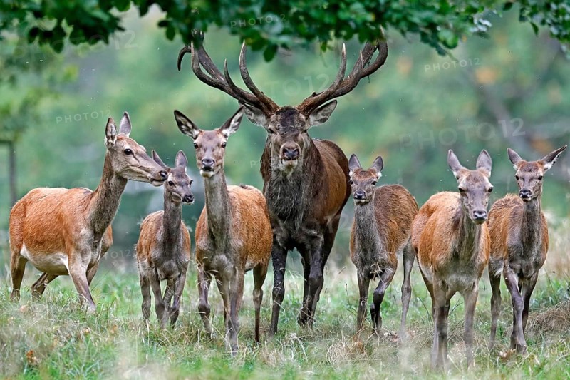 Red deer (Cervus elaphus)
