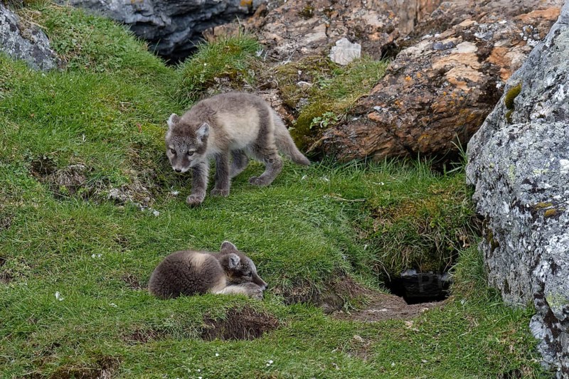 Young Arctic foxes (Vulpes lagopus) playing near the den