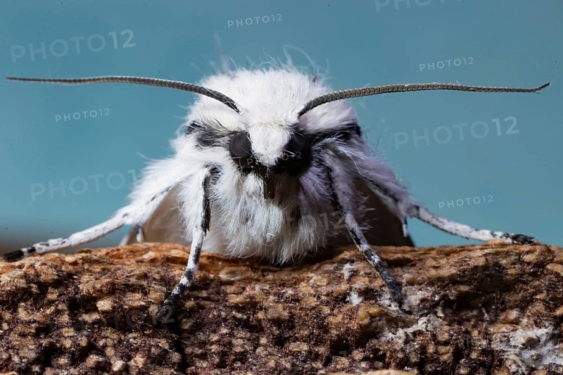Miller (Acronicta leporina) moth