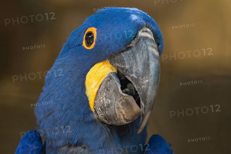 Hyacinth macaw (Anodorhynchus hyacinthinus)