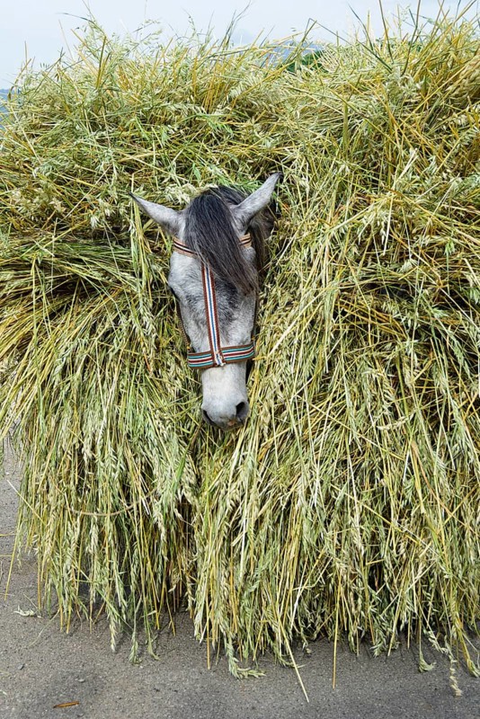 Horse loaded with grain stalks