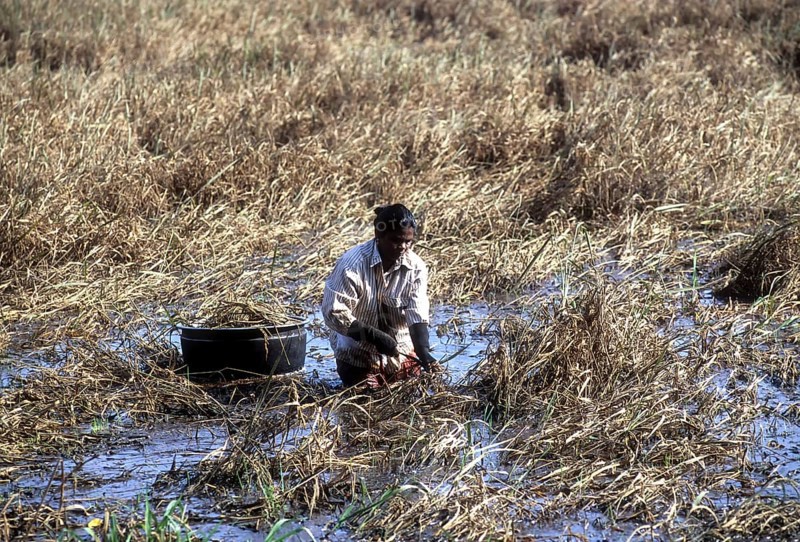 Harvesting paddy