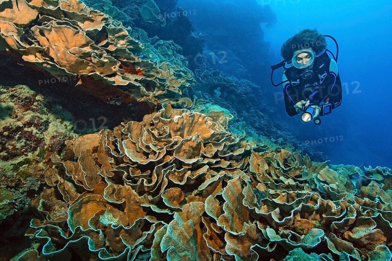 Diver looking at disc coral (Turbinaria conspicua)