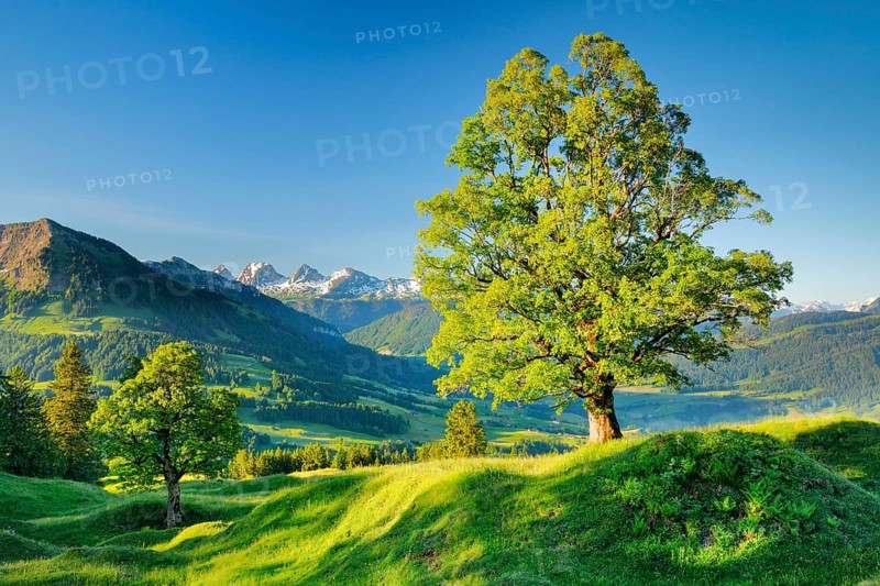 Sycamore maple in front of snow-capped Churfirsten m Mountain spring near Ennetbuehl in Toggenburg