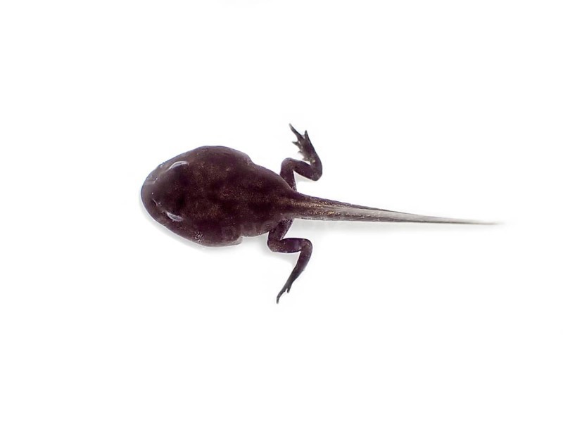 Common frog (Rana temporaria)