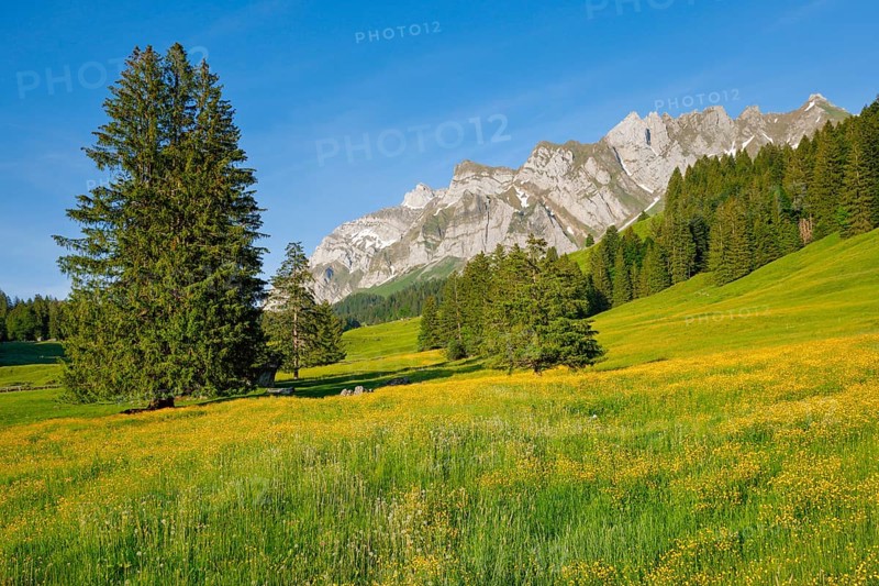 View of Lutertannen towards the Alpstein massif with Saentis in mountain spring