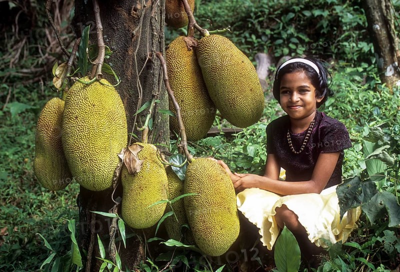 Jackfruit Tree (Artocarpus heterophyllus) at Mukkali near silent valley