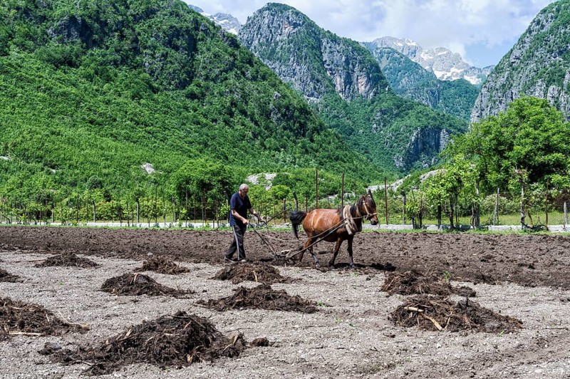 Farmer spreading manure in the field with horse