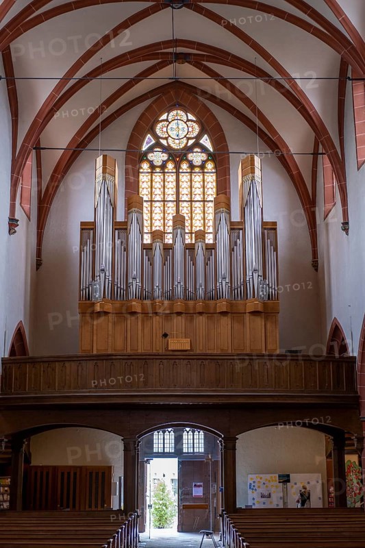 Organ in the Catholic Church of junglefowl (Gallus)