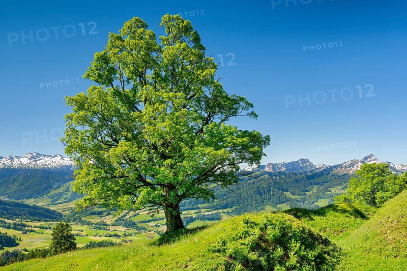 Freestanding sycamore in mountain spring