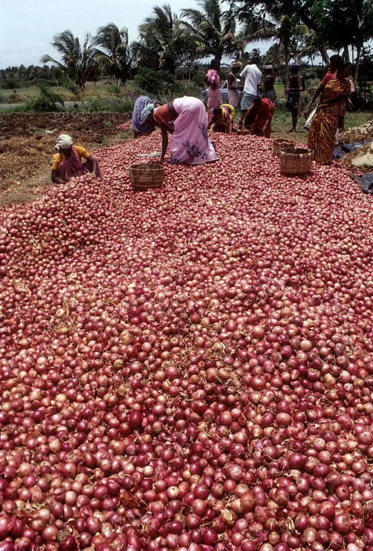 Grading the harvested bellary onion (Allium cepa) near Coimbatore