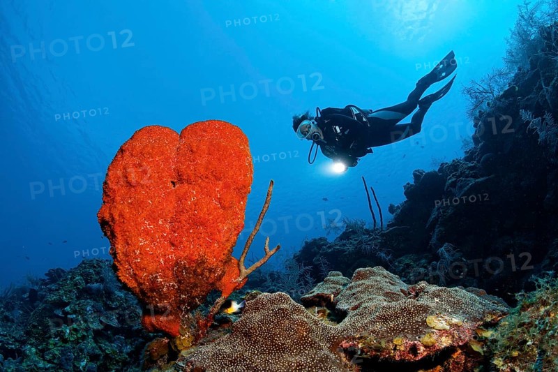 Diver on steep wall with Strawberry vase sponge (Mycale laxissima)
