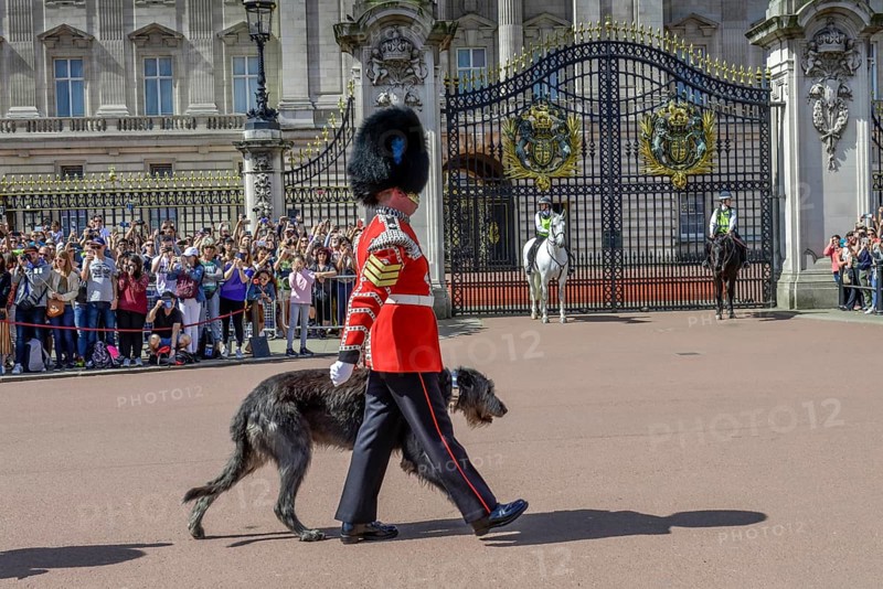 Queen's Guards