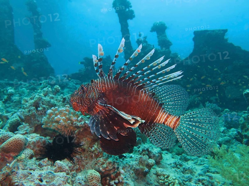 Pacific red lionfish (Pterois volitans)