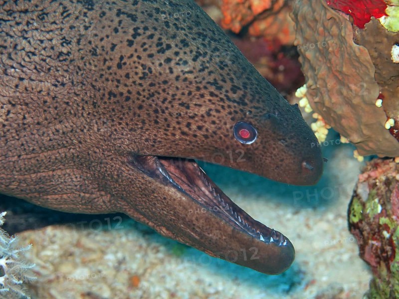 Giant Moray (Gymnothorax javanicus) moray