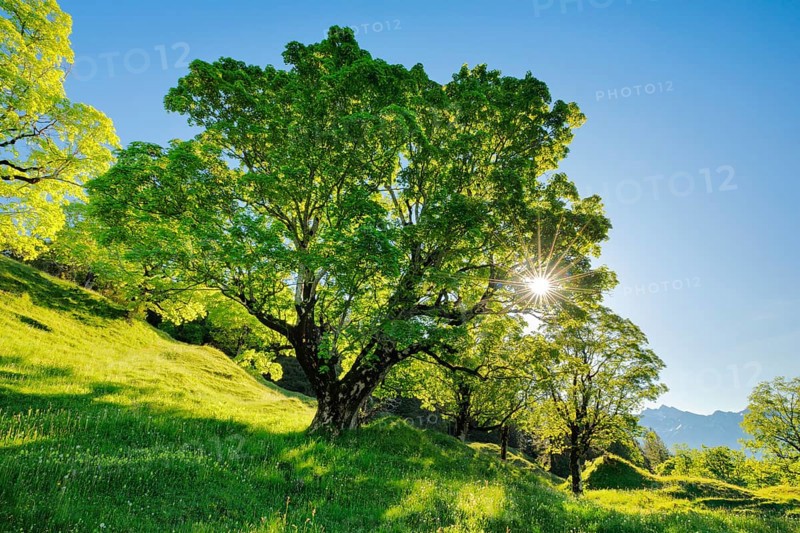 Sun shining through sycamore maple forming sun star