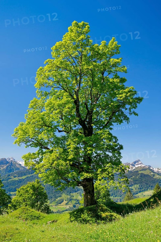 Freestanding sycamore in mountain spring