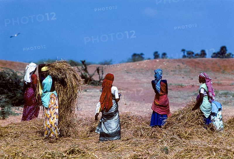 Threshing rice sheaves