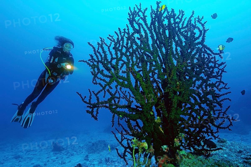 Diver looking at large Black Sun Coral (Tubastraea micranthus)