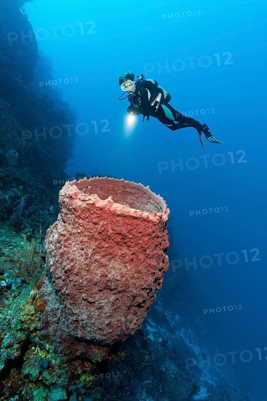 Diver looking at Caribbean Giant Barrel Sponge (Xestospongia muta) on coral reef wall