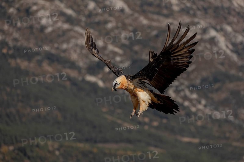 Bearded vulture (Gypaetus barbatus) adult in flight in front of mountains during landing