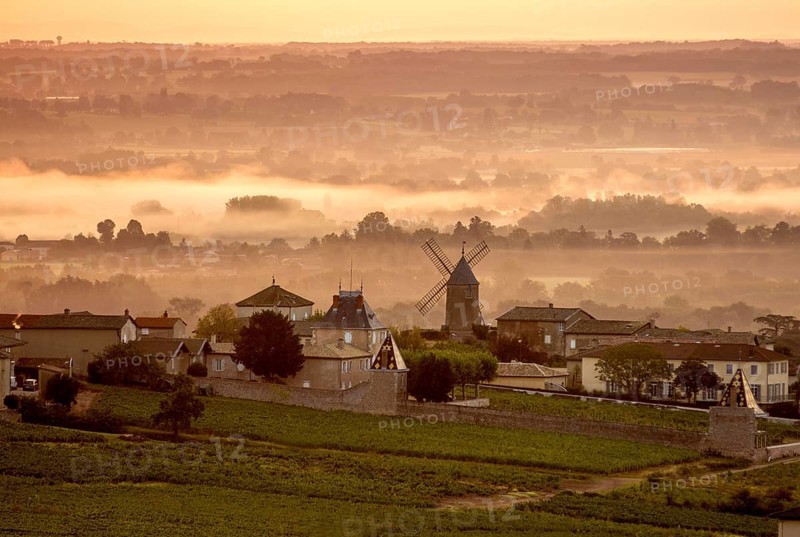 Moulin a Vent Beaujolais vineyard