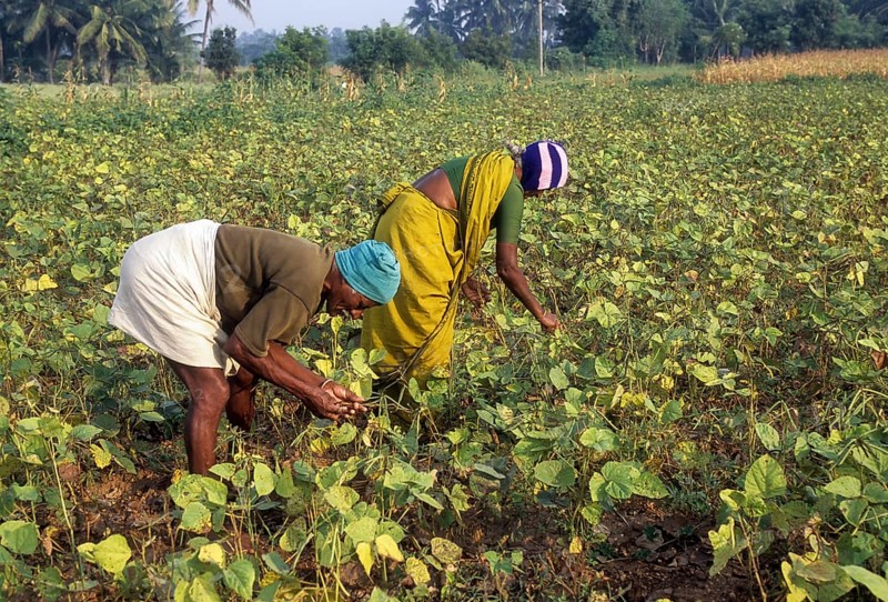 Harvesting green gram (vigna radiata) linn