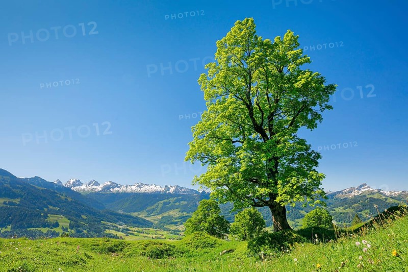 Freestanding sycamore maple in mountain spring