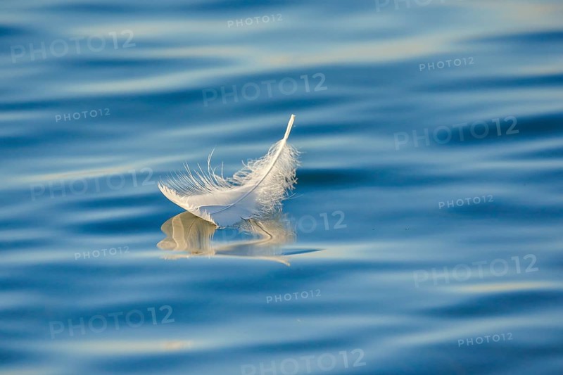Close-up of a floating swan feather on blue water