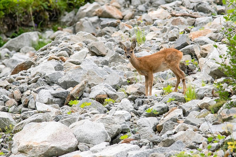 Fawn (Capreolus capreolus) standing in boulder field on mountain slope