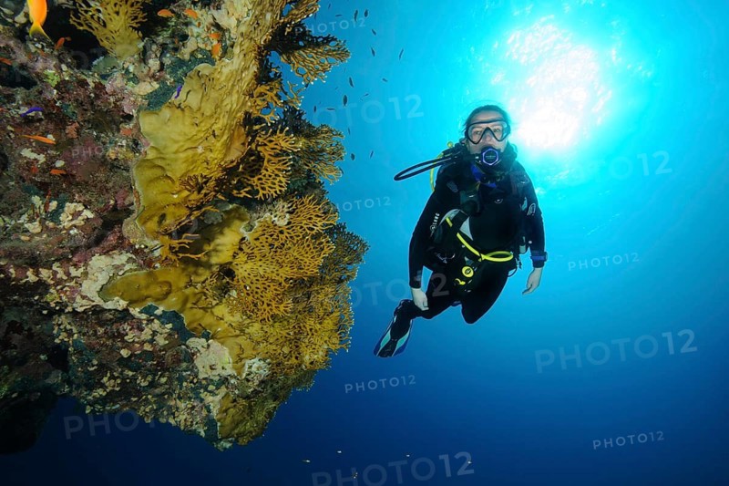 Diver looking at heavily nettled Net Fire Coral (Millepora dichotoma)