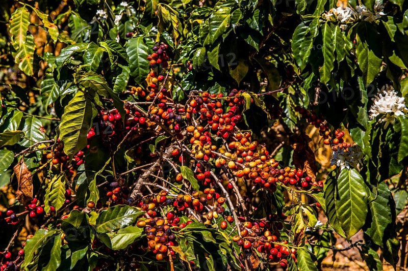 Coffee bushes with fruits and flowers