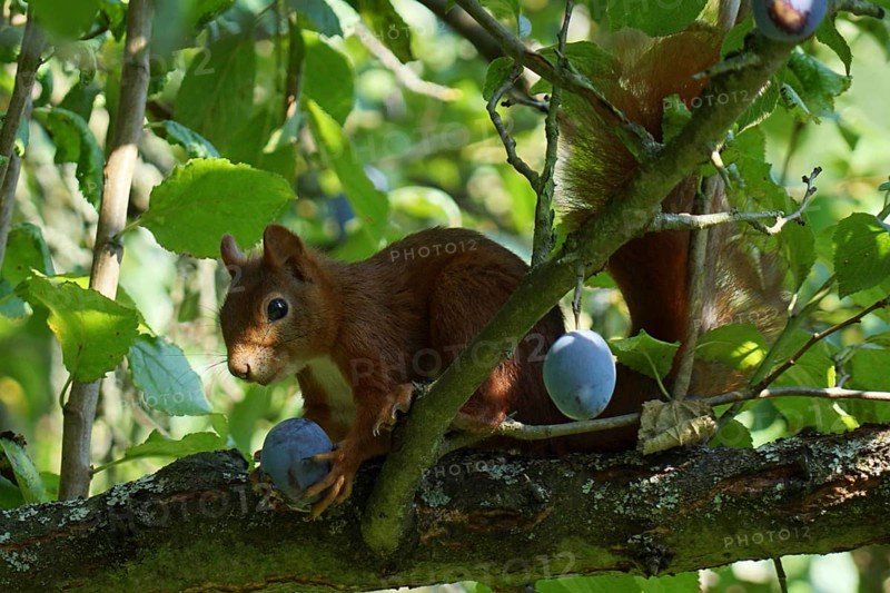 Squirrels in the peacock tree