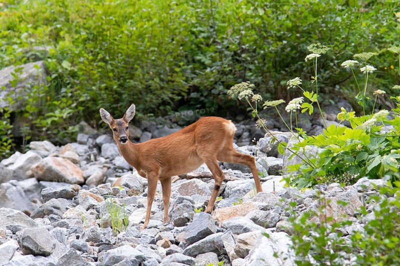 European roe deer (Capreolus capreolus) crossing scree field on mountain slope