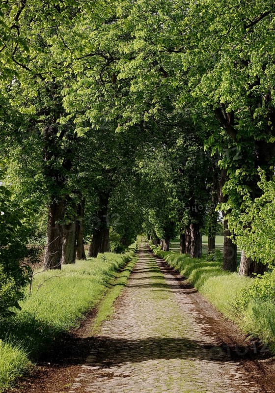 Allee