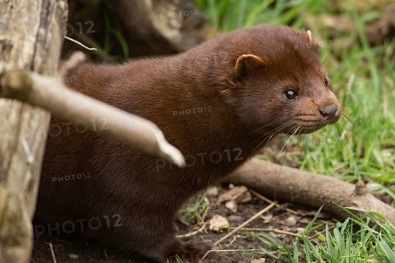 American mink (Neovison vison)