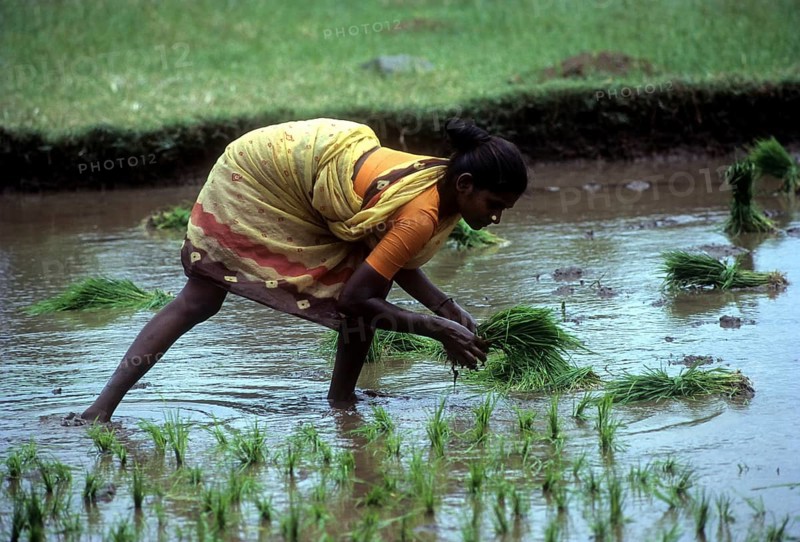 Rice paddy seedlings transplanting the field