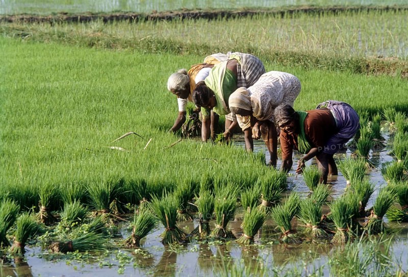 Pulling out and bundling the Rice
